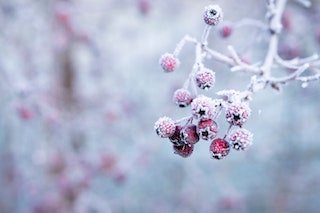 Alimenti stagionali quando e perché mangiarli 3 salute di inverno, frutta e verdura