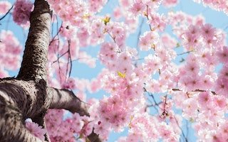 Alimenti stagionali quando e perché mangiarli 4 salute in primavera , frutta e verdura