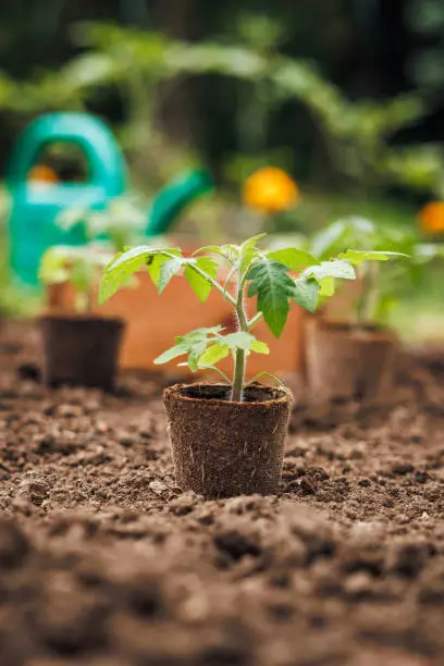come coltivare pomodori in vaso
