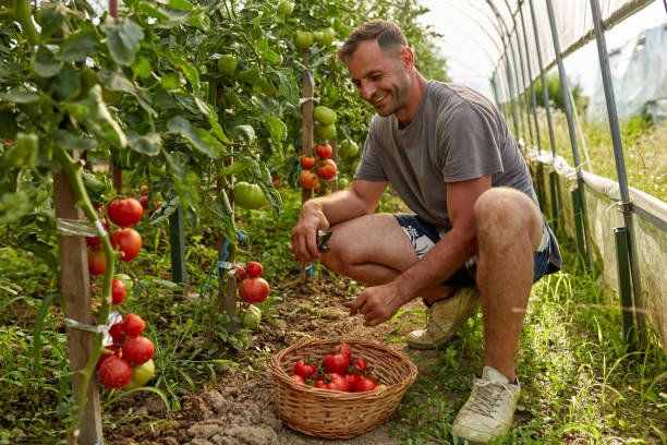 coltivare pomodori