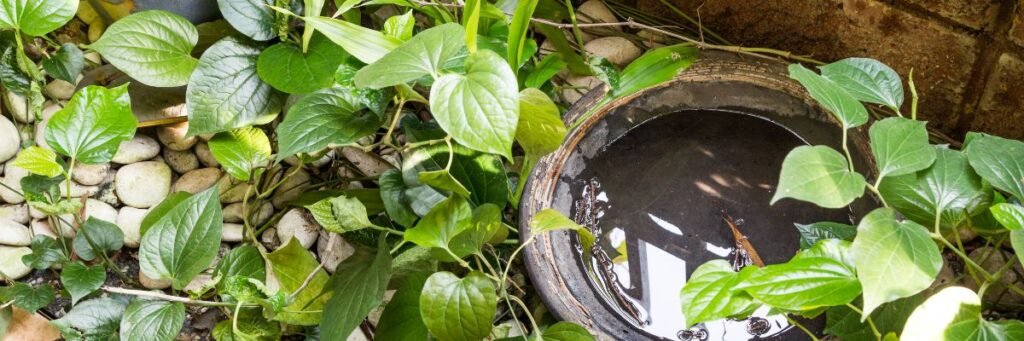 trattamento antizanzare giardino
